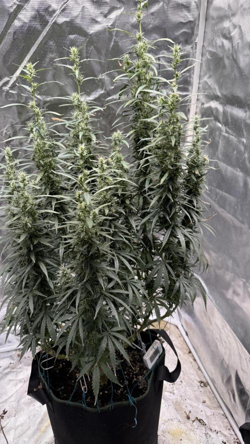 Afghani. Week 16