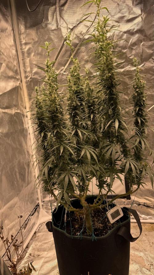 Afghani. Week 16