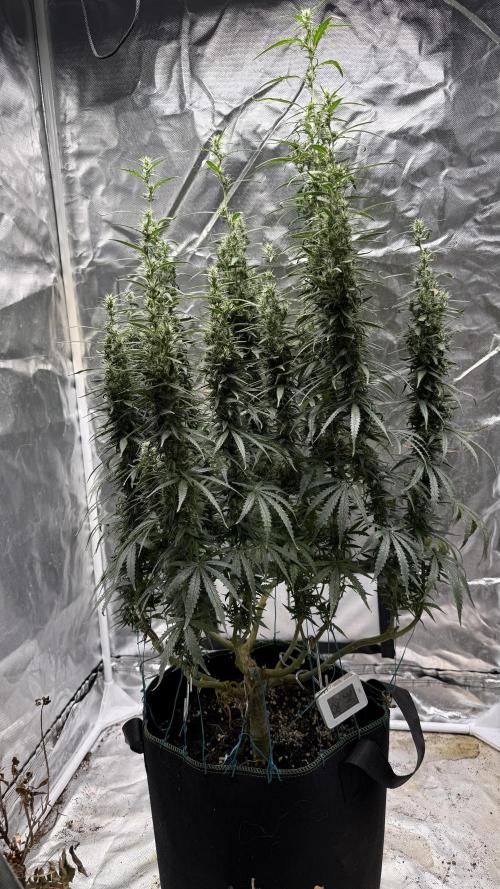 Afghani. Week 16
