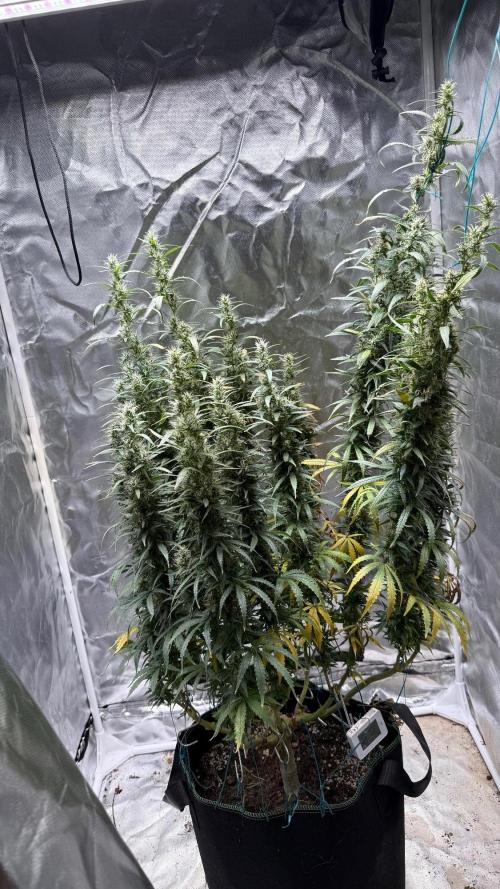 Afghani. Week 17