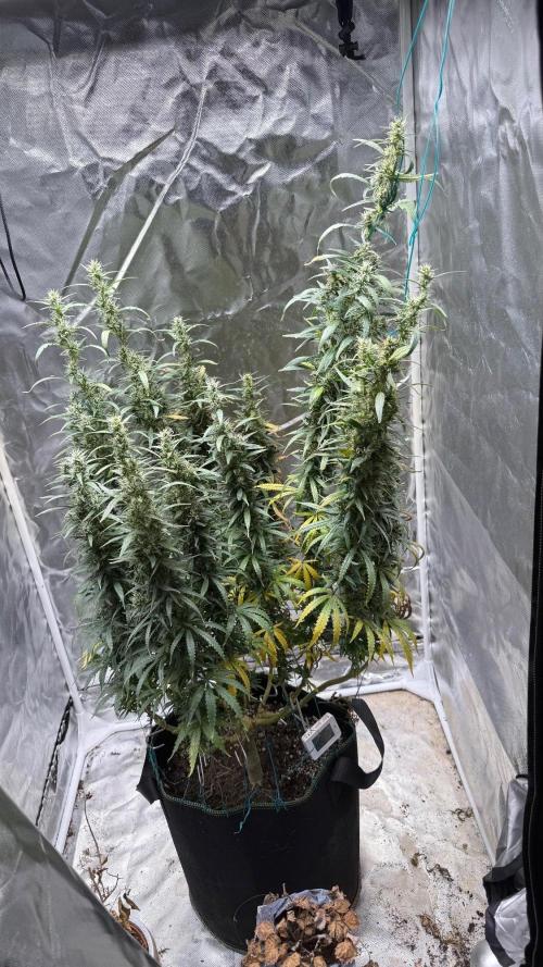 Afghani. Week 17