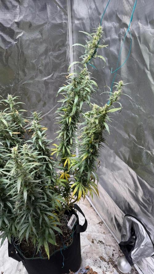 Afghani. Week 17