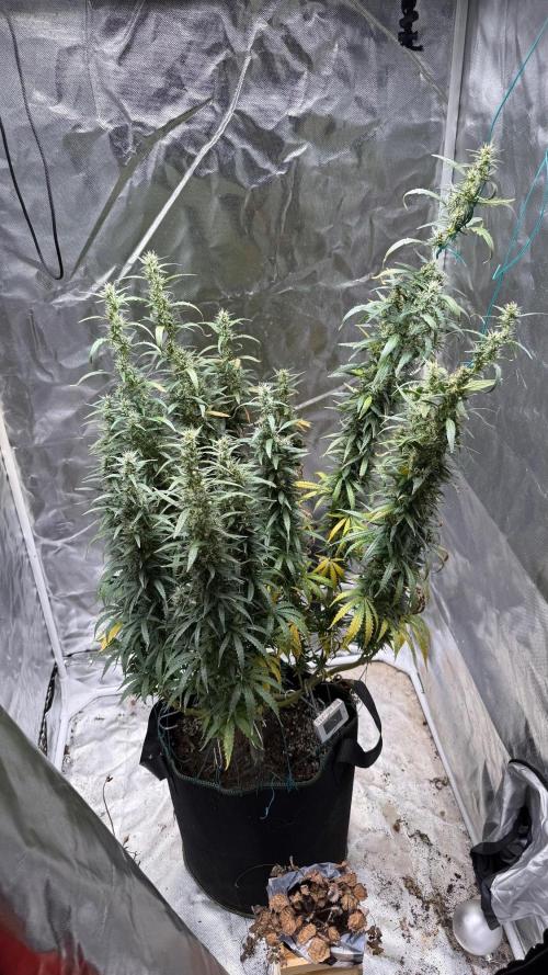 Afghani. Week 17