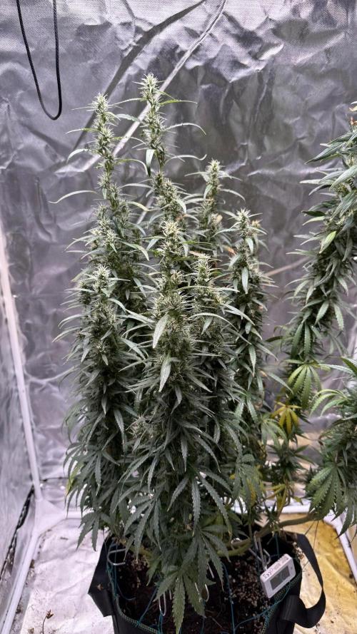 Afghani. Week 17