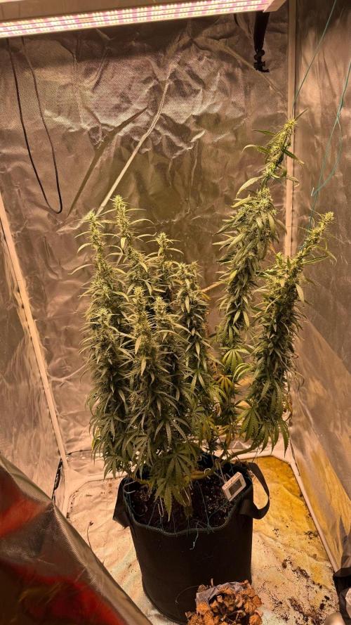 Afghani. Week 17