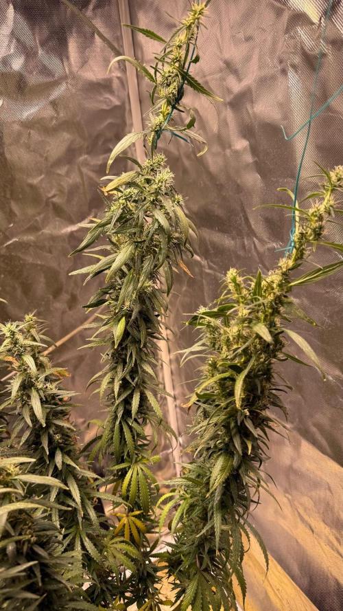 Afghani. Week 17