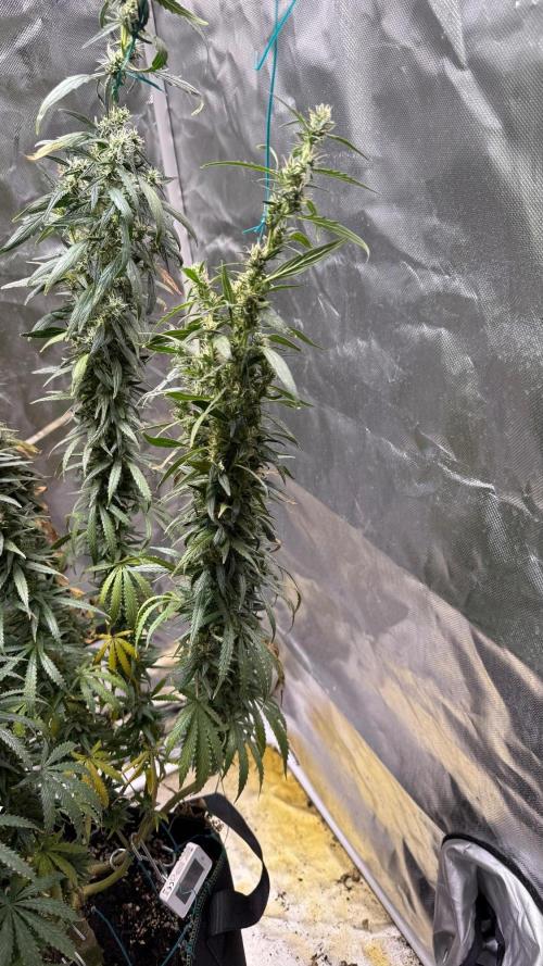 Afghani. Week 17