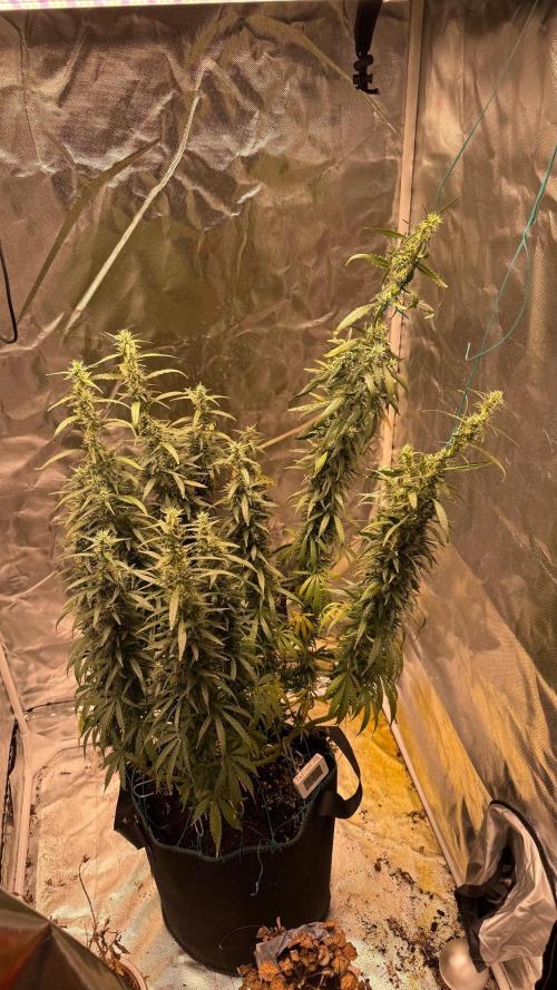 Afghani. Week 17