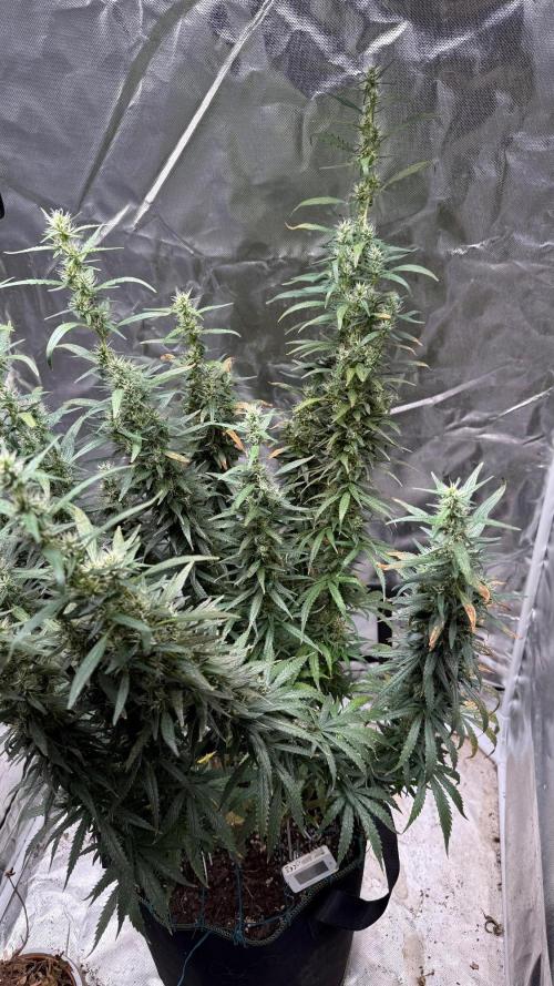 Afghani. Week 17