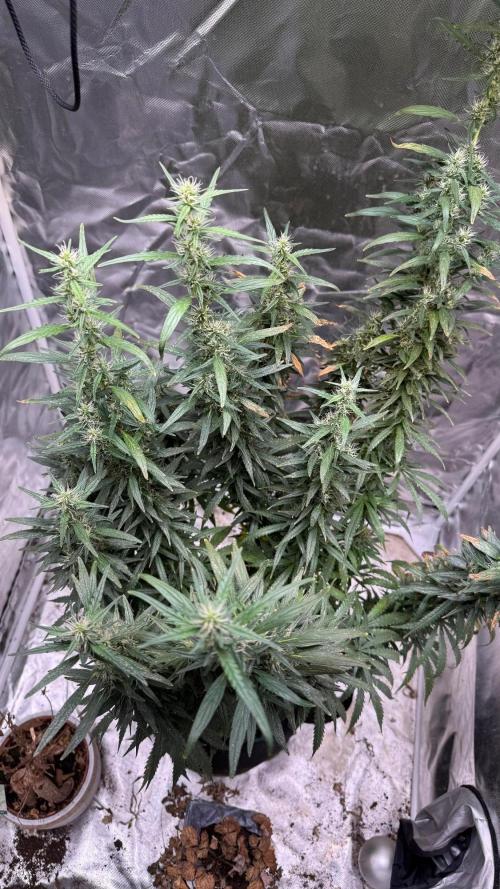 Afghani. Week 17