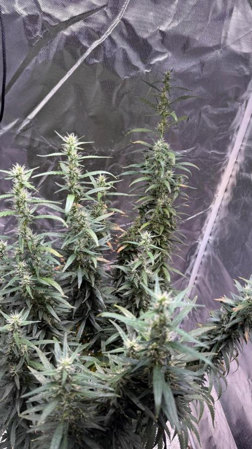 Afghani. Week 17
