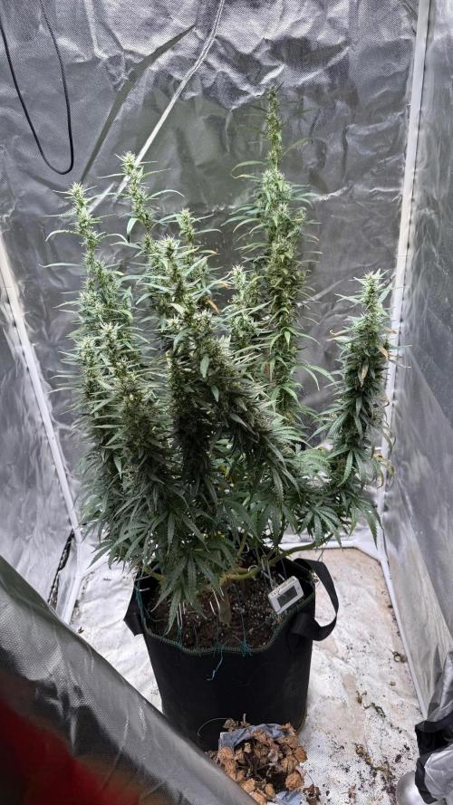 Afghani. Week 17