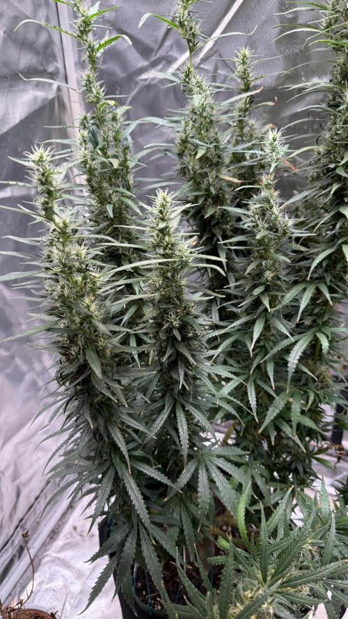 Afghani. Week 17