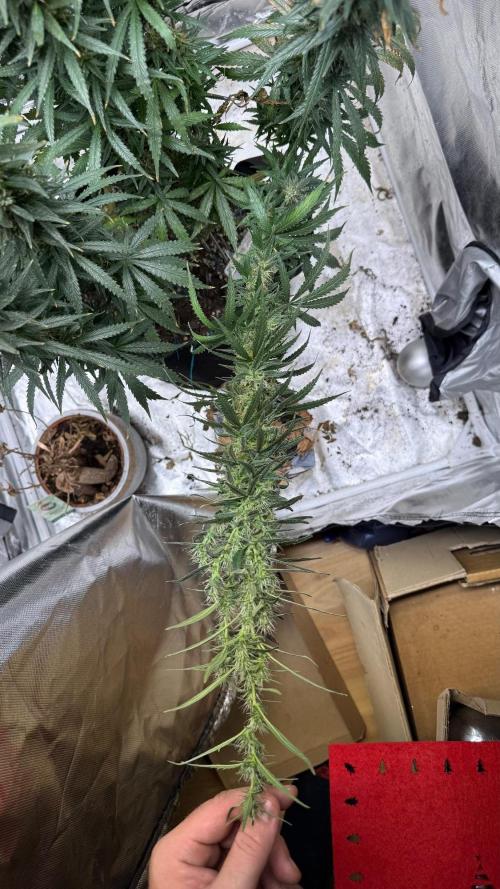 Afghani. Week 17