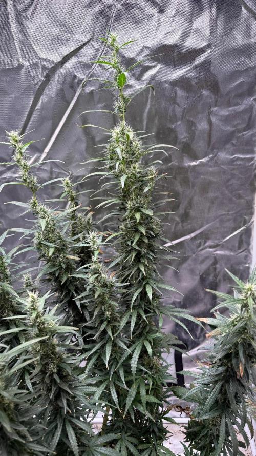 Afghani. Week 17