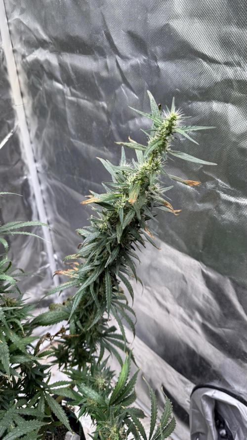 Afghani. Week 17