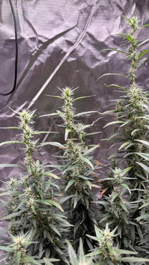 Afghani. Week 17