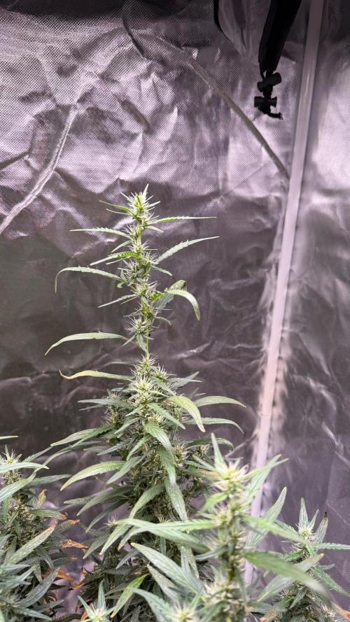 Afghani. Week 17