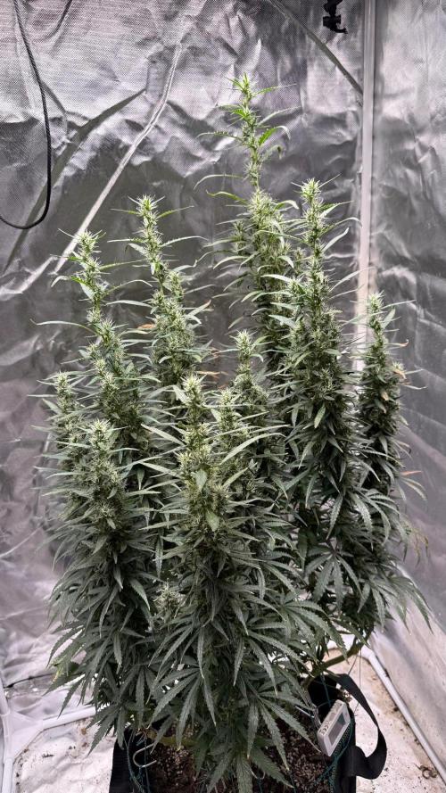 Afghani. Week 17