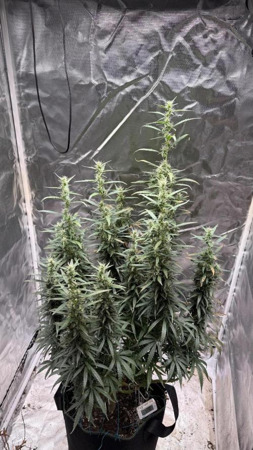 Afghani. Week 17