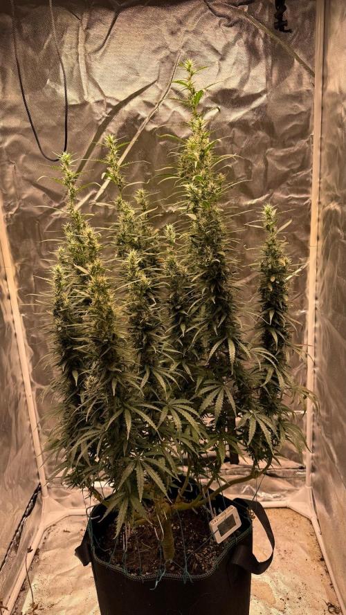 Afghani. Week 17