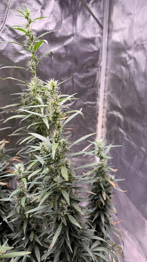 Afghani. Week 17