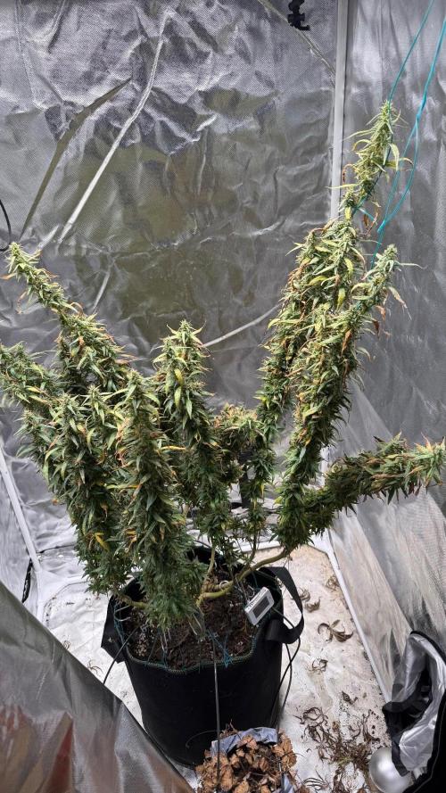Afghani. Week 18