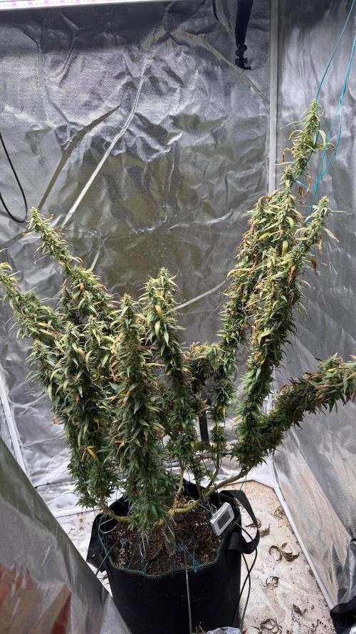 Afghani. Week 18