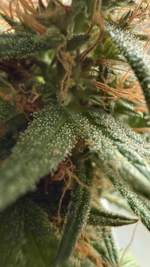 Afghani. Week 18