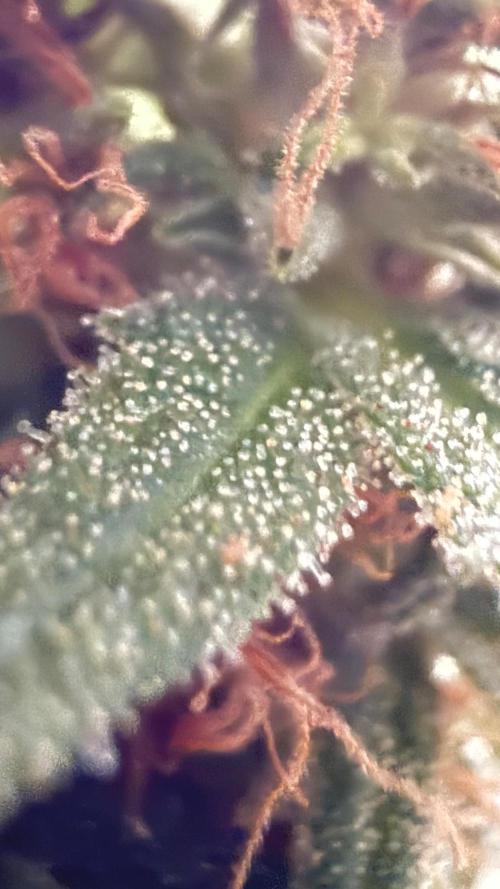 Afghani. Week 18