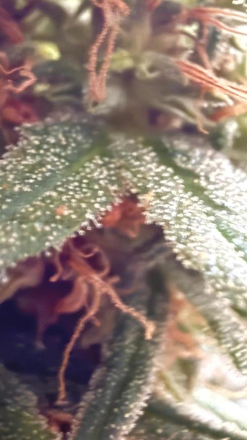 Afghani. Week 18