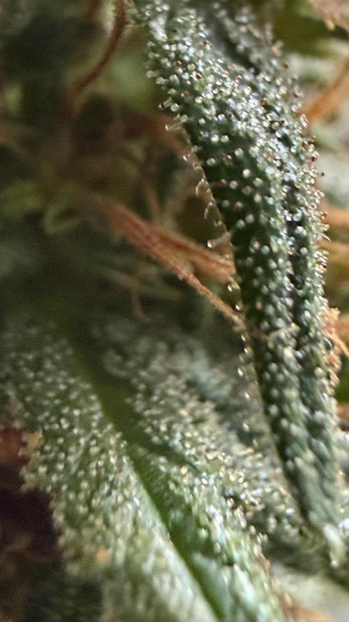 Afghani. Week 18