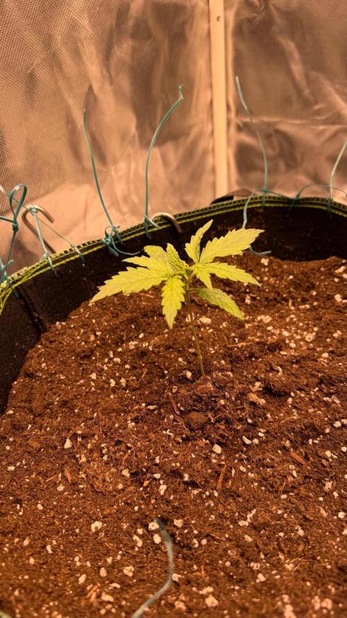 Amnesia Haze. Week 1