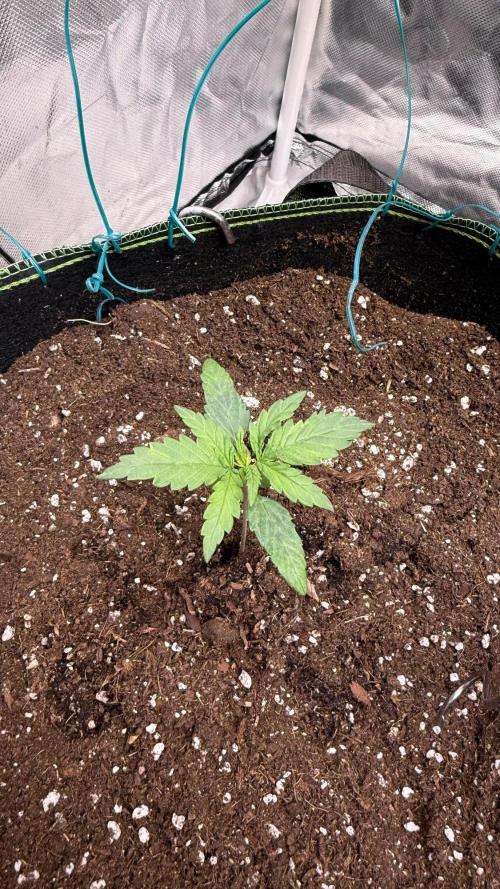 Amnesia Haze. Week 1