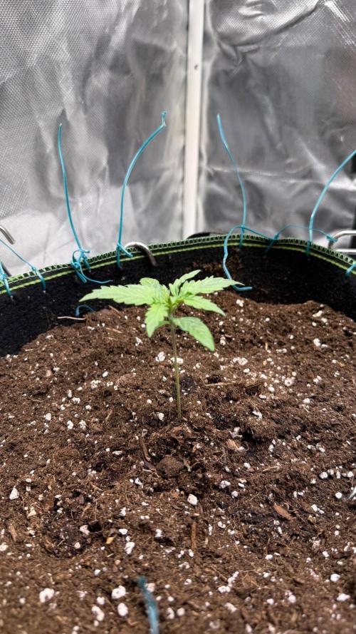 Amnesia Haze. Week 1