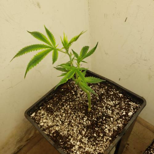 Blazes-indoor-B.I.K-clone-run-2020. Week 1 - Bubba Island Kush clone#1