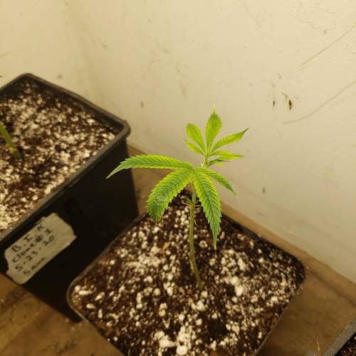 Blazes-indoor-B.I.K-clone-run-2020. Week 1 - Bubba Island Kush clone #2