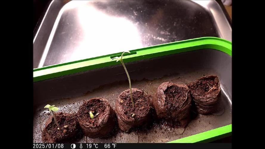 Eternity Grow Cup 2025 - Plagron&Zamnesia - Bonzai to Winner