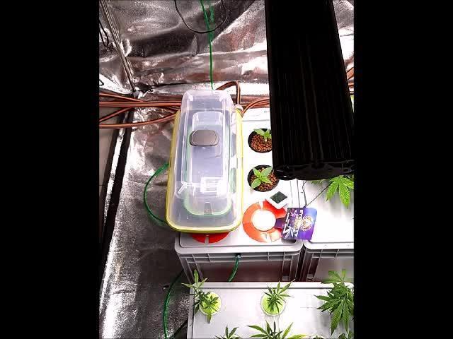 Eternity Grow Cup 2025 - Plagron&Zamnesia - Bonzai to Winner