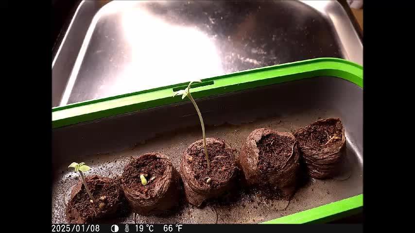 Eternity Grow Cup 2025 - Plagron&Zamnesia - Bonzai to Winner