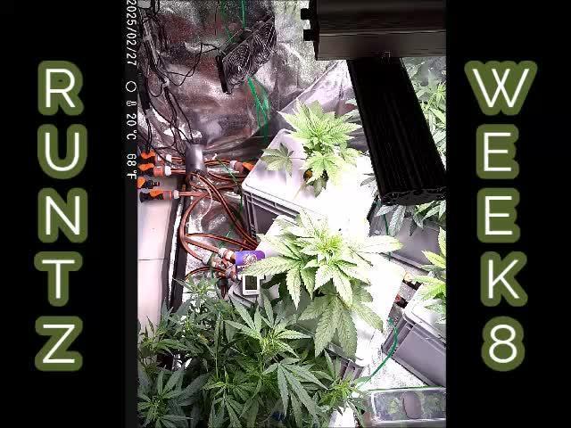 Eternity Grow Cup 2025 - Plagron&Zamnesia - Bonzai to Winner