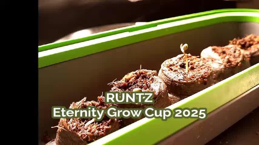 Eternity Grow Cup 2025 - Plagron&Zamnesia - Bonzai to Winner