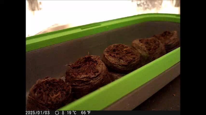 Eternity Grow Cup 2025 - Plagron&Zamnesia - Bonzai ftw