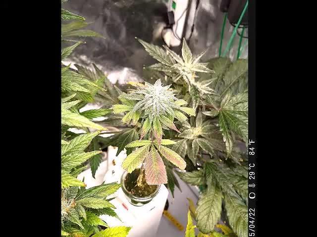 Eternity Grow Cup 2025 - Plagron&Zamnesia - Bonzai ftw