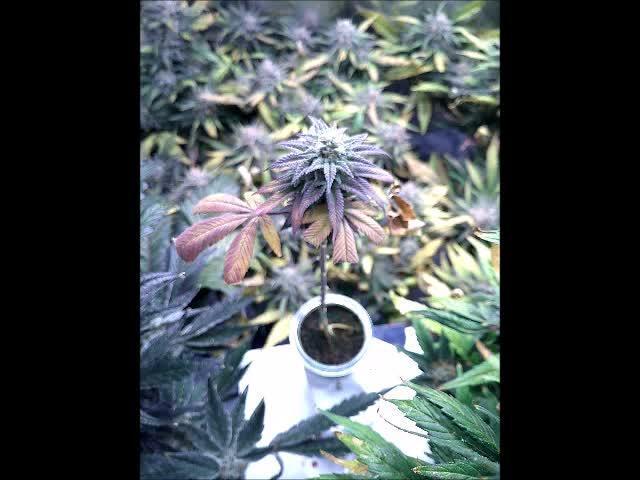 Eternity Grow Cup 2025 - Plagron&Zamnesia - Bonzai ftw