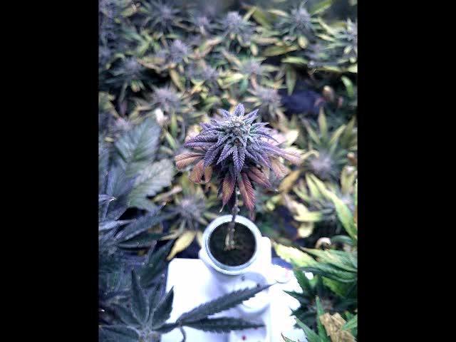 Eternity Grow Cup 2025 - Plagron&Zamnesia - Bonzai ftw
