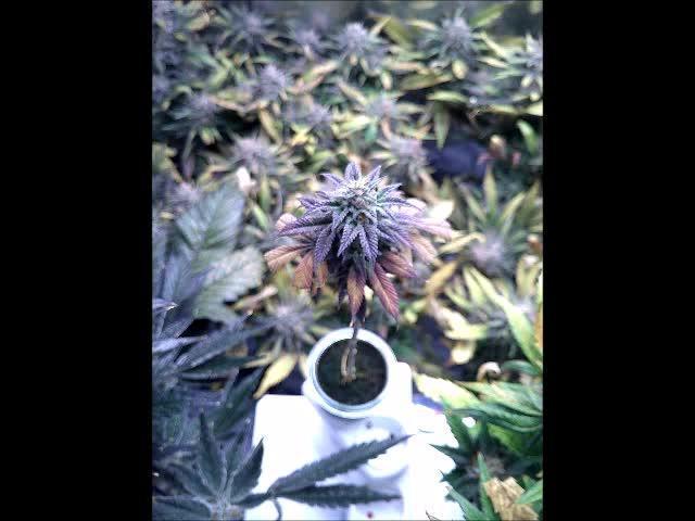 Eternity Grow Cup 2025 - Plagron&Zamnesia - Bonzai ftw