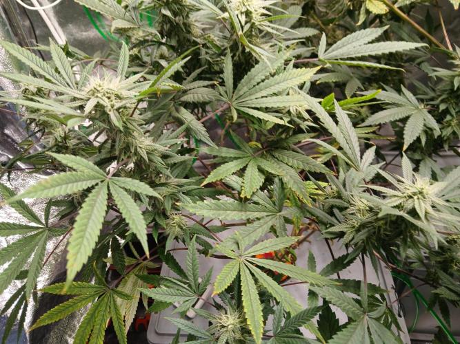 LECG #1 Gen3 RDWC. Week 12