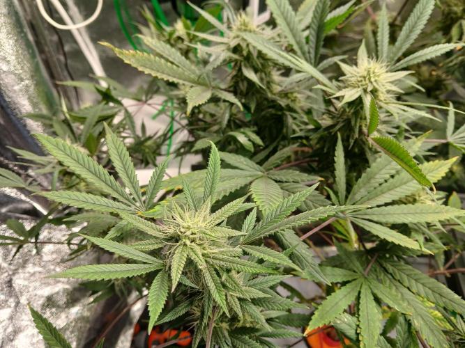 LECG #1 Gen3 RDWC. Week 12