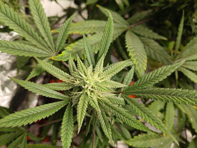 LECG #1 Gen3 RDWC. Week 12